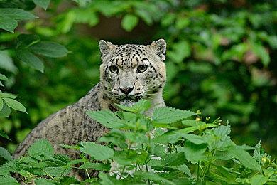 《崩坏：星穹铁道》走近星穹——「黑天鹅：命运啊，你往何处去？」